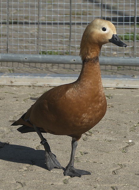 榮譽